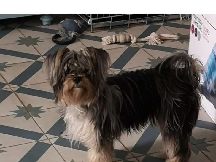 Femelle Shih Tzu croisée Chihuahua disponible pour saillie