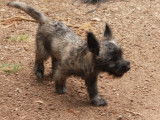 Chiots Cairn Terrier à vendre
