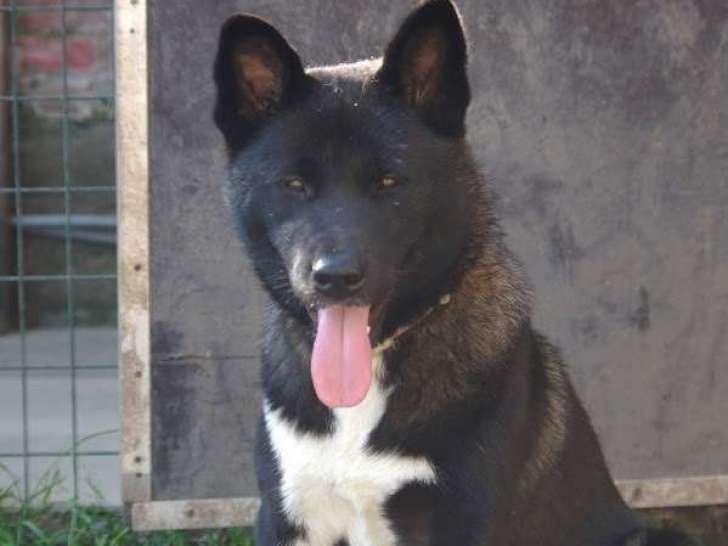 Chiots Akita Américain avec pedigree à vendre