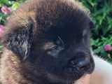 Chiots Akita Américain avec pedigree à vendre