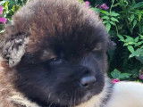 Chiots Akita Américain avec pedigree à vendre