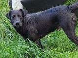 Disponible à l'adoption : chien Labrador noir