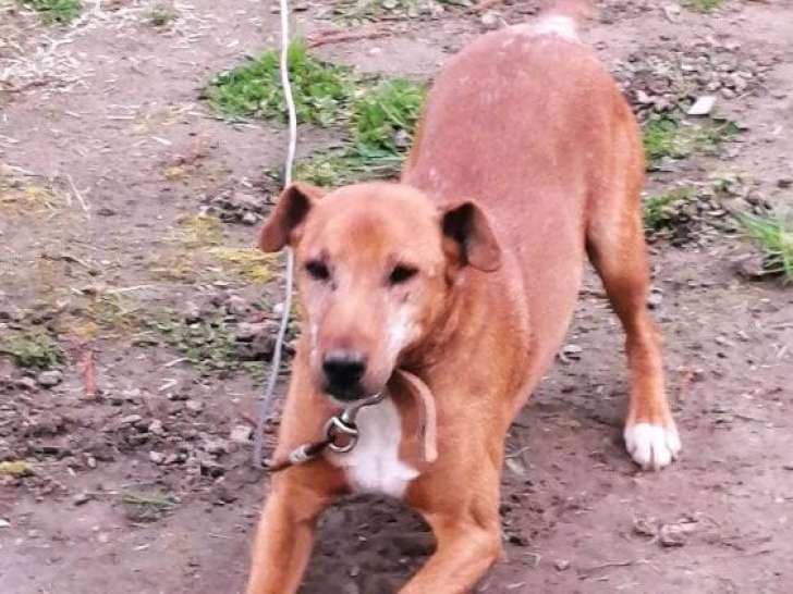 En attente d'adoption : chien de 5 ans
