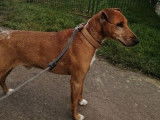 En attente d'adoption : chien de 5 ans