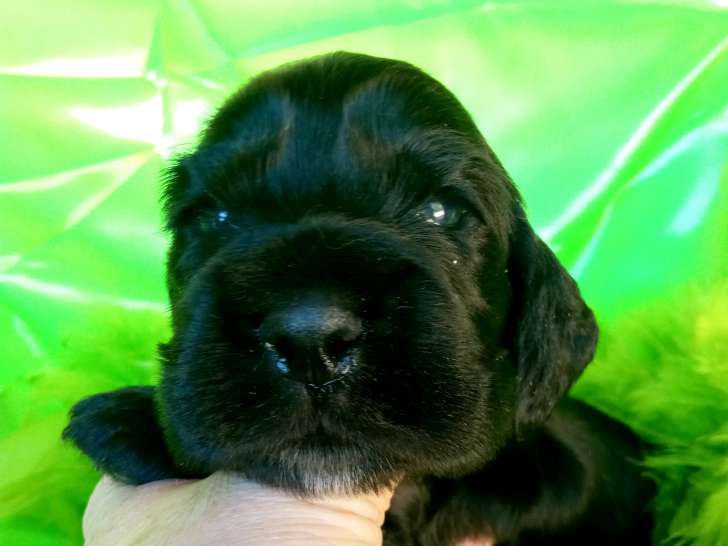 Chiot Cocker Anglais non LOF (facilités paiement 3-4 fois CB)