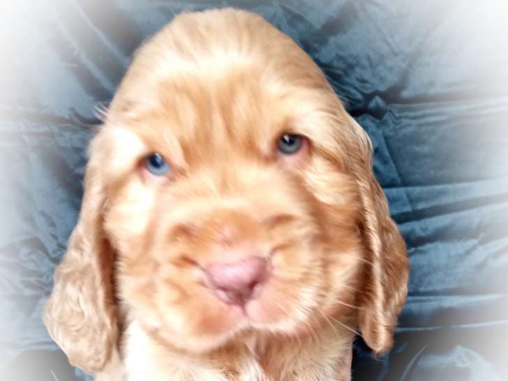 Chiot Cocker Anglais non LOF (facilités paiement 3-4 fois CB)