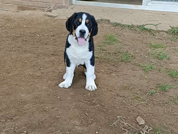 Chiots Bouvier Suisse croisés Bouvier Bernois et Saint-Bernard à vendre
