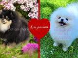 Dernier magnifique véritable Spitz Nain Poméranien LOF à vendre