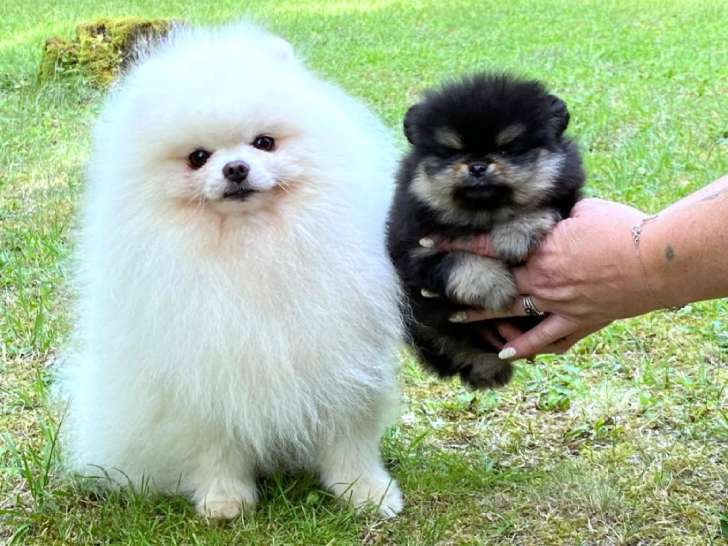 Dernier magnifique véritable Spitz Nain Poméranien LOF à vendre