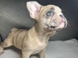 Mignons Bouledogues Fran&ccedil;ais &agrave; vendre