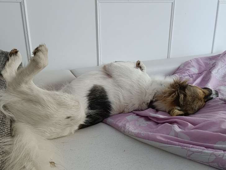 Nina, chienne de 1 an à donner