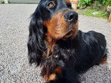 Chien adulte de race Setter Gordon Mâle à donner