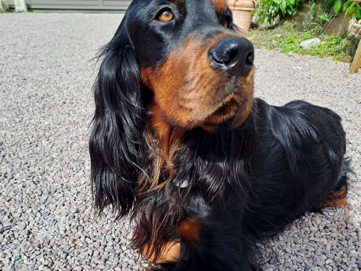 Chien adulte de race Setter Gordon Mâle à donner
