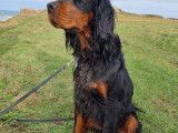 Chien adulte de race Setter Gordon Mâle à donner