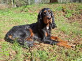 Chien adulte de race Setter Gordon Mâle à donner