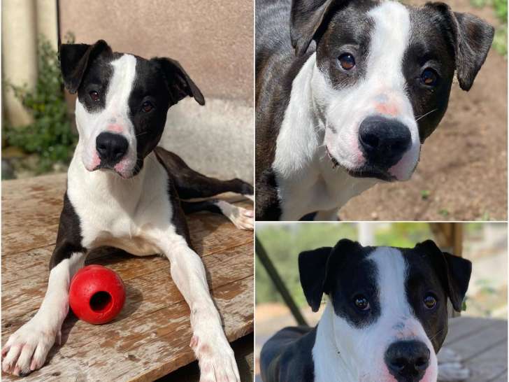 Chienne Dogue Brasileiro de 2 ans à adopter