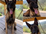 Chienne Berger Malinois de 2 ans disponible à l'adoption