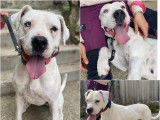 Chienne Dogue Argentin de 3 ans en attente d'adoption