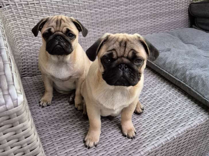 Chiots Carlin à vendre