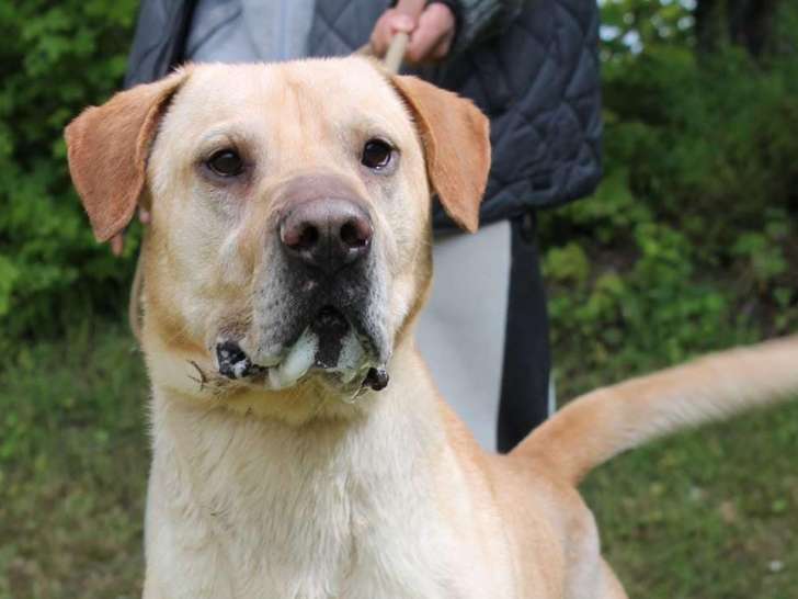À adopter : chien de 5 ans