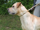 À adopter : chien de 5 ans