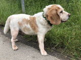Disponible à l'adoption : chien Beagle