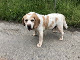 Disponible à l'adoption : chien Beagle