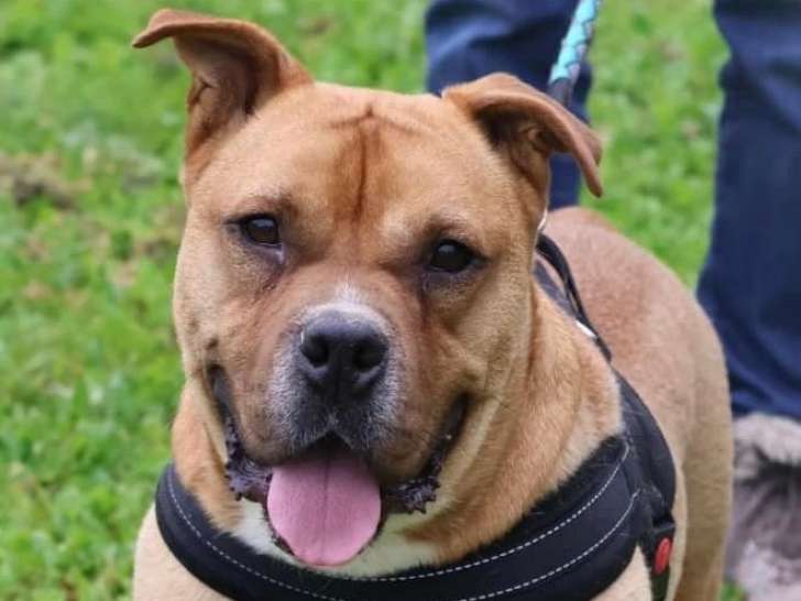 À adopter : chien de couleur fauve