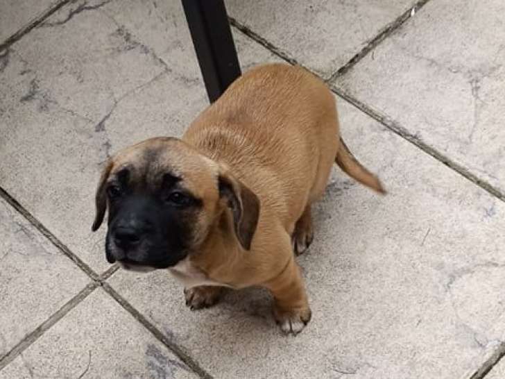 Chiots de type Frenchie Labrador à vendre (3 femelles & 1 mâle)