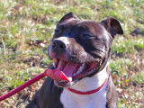 Disponible à l'adoption : chienne American Staffordshire Terrier bringée