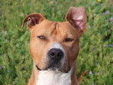 En attente d'adoption : chien American Staffordshire Terrier