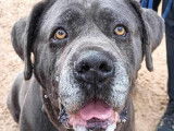 Chien Cane Corso gris disponible à l'adoption
