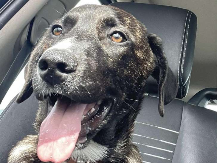 Chiot mâle de 6 mois à adopter