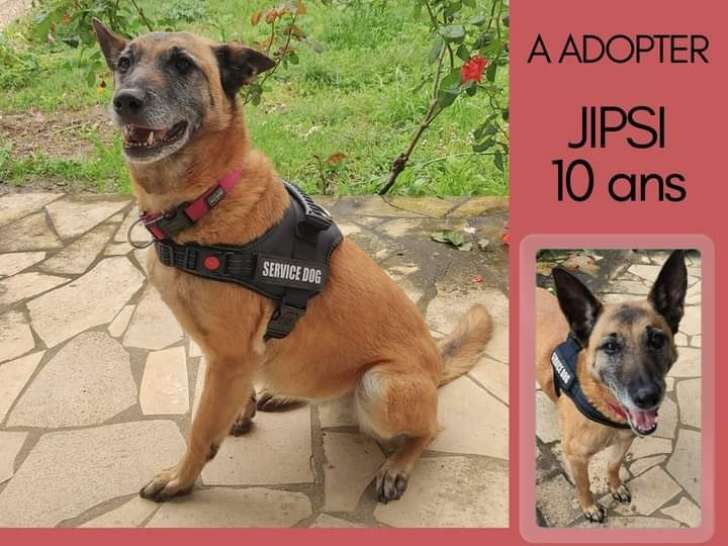Chienne marron disponible à l'adoption