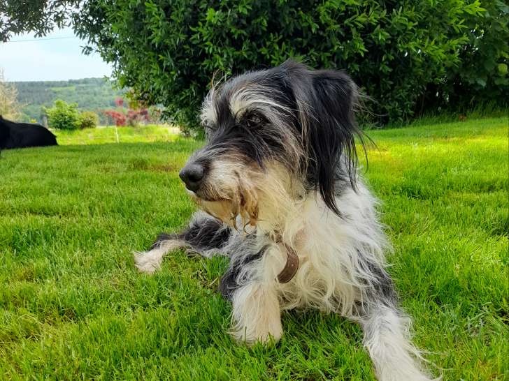 Chienne adulte en attente d'adoption