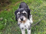 Chienne adulte en attente d'adoption