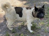 À adopter : chienne Akita Américain tricolore