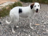 En attente d'adoption : chien Griffon au pelage tricolore