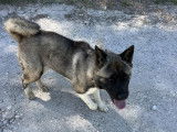 Disponible à l'adoption : chienne Akita Américain gris et blanc