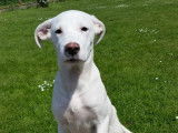 &Agrave; la recherche d'un foyer : chiot femelle Labrador blanc