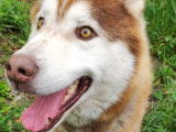 À adopter, chien Husky Sibérien marron et blanc