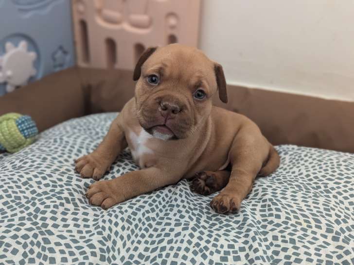 Chiots American Bully pocket exotiques à vendre