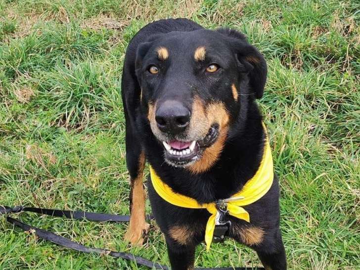 En attente d'adoption, chienne Beauceron de 6 ans