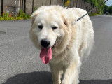 Chien Montagne des Pyrénées femelle à adopter