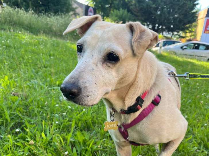 Chienne de 2 ans à adopter