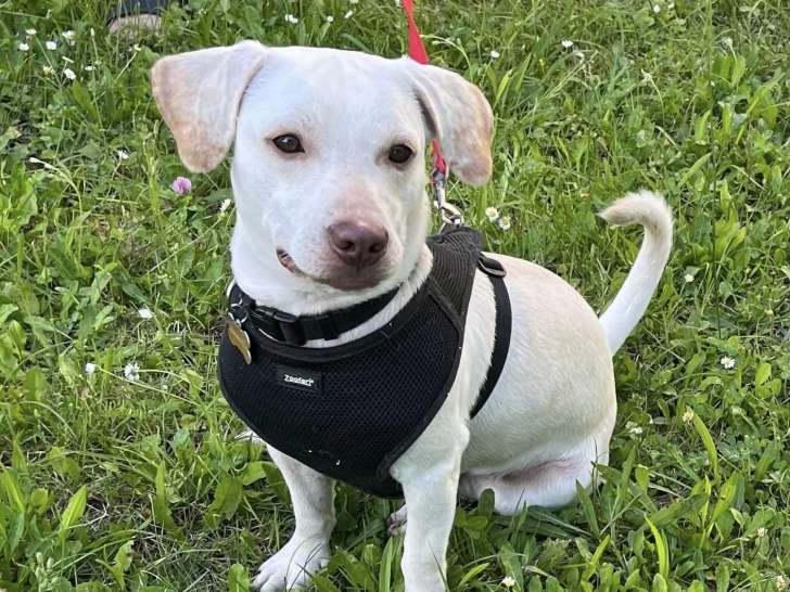 Chien d'un an disponible à l'adoption