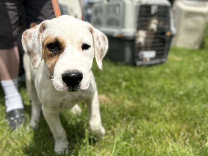 Chiot mâle de 5 mois en attente d'adoption