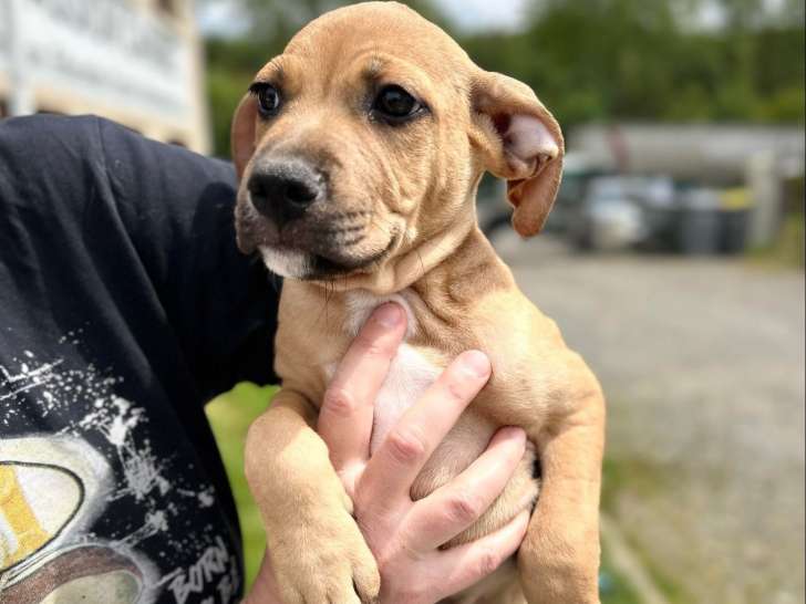 Chiot mâle de 4 mois à la recherche d’une famille