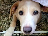 À adopter : chiot femelle de 4 mois