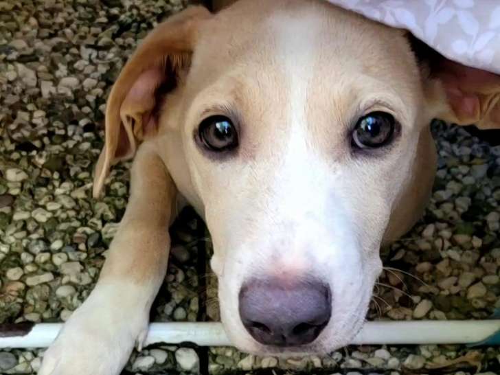 À adopter : chiot femelle de 4 mois